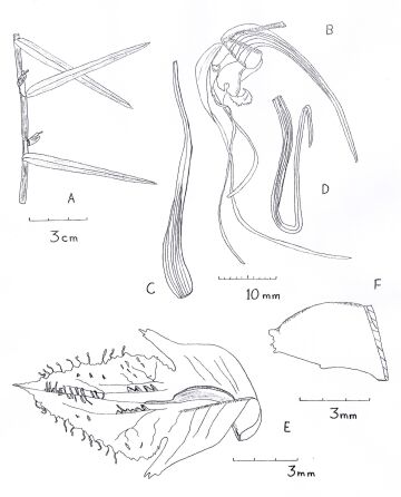 Dendrobium awormangae