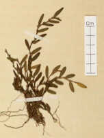 Bulbophyllum flavum: Bulbophyllum flavum Schltr., detail of herbarium sheet, Schlechter 19479 (isotype L)