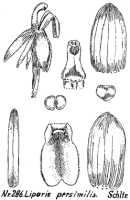 Liparis condylobulbon: Liparis persimilis Schltr., drawing R. Schlechter in Repert. Spec. Nov. Regni Veg. Beih. 21 (1923) t. 78, fig. 286