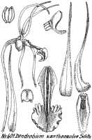 Dendrobium xanthocaulon: Dendrobium xanthocaulon Schltr., drawing R. Schlechter in Repert. Spec. Nov. Regni Veg. Beih. 21 (1923) t. 160, fig. 601