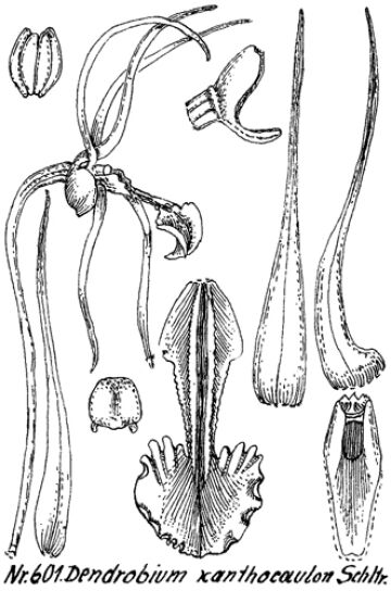 Dendrobium xanthocaulon