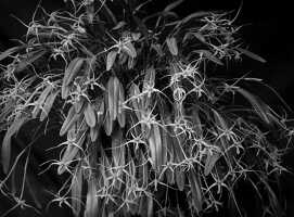 Dendrobium pililobum: Dendrobium pililobum J.J.Sm., photo Reynvaan, based on Bogor cult. s.n. (15 I 1925)