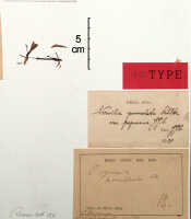 Nervilia punctata: Nervilia punctata (Blume) Makino var. papuana J.J.Sm., herbarium sheet, Bogor cult. (Branderhorst) s.n. (holotype specimen BO)