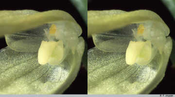 Bulbophyllum chloranthum: Bulbophyllum chloranthum Schltr., flower detail, centre of flower, oblique front view, photo P. Jongejan, collection Royal Botanic Gardens, Kew, cult. P. Jongejan 605
