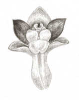 Dendrobium transversilobum: Dendrobium transversilobum J.J.Sm., drawing Natadipoera, based on Bogor cult. (Branderhorst 203) s.n.