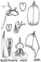 Dendrobium quinquelobum: Dendrobium quinquelobum (Schltr.) J.J.Sm. (as Cadetia major Schltr.), drawing R. Schlechter in Repert. Spec. Nov. Regni Veg. Beih. 21 (1923) t. 151, fig. 565