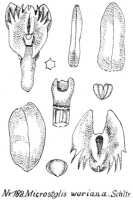 Crepidium warianum: Crepidium warianum (Schltr.) Szlach. (as Microstylis wariana Schltr.), drawing R. Schlechter in Repert. Spec. Nov. Regni Veg. Beih. 21 (1923) t. 52, fig. 182