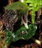 Corybas viridisepalus: Corybas viridisepalus S.P.Lyon, photo Stephanie Pimm Lyon, based on S.P. Lyon SPL 408 (holotype L)