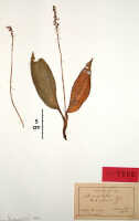 Crepidium tubulosum: Crepidium tubulosum (J.J.Sm.) Szlach. (as Microstylis tubulosa J.J.Sm.), herbarium sheet, Wichmann Exp. (Djibdja) s.n. (Mt. Sinagoi) (holotype specimen BO)