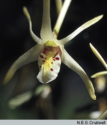 Dendrobium chrysotropis