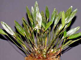 Dendrobium aratriferum: Dendrobium aratriferum J.J.Sm., plant habit, photo E.F. de Vogel, Leiden cult. 20032582 (de Vogel et al.), from Papua New Guinea, Western Highlands Prov.