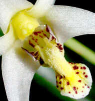 Dendrobium aratriferum: Dendrobium aratriferum J.J.Sm., column and lip, front view from above, photo E.F. de Vogel, Leiden cult. 20032582 (de Vogel et al.), from Papua New Guinea, Western Highlands Prov.