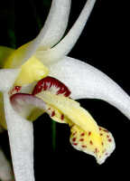 Dendrobium aratriferum: Dendrobium aratriferum J.J.Sm., column and lip, oblique lateral view, photo E.F. de Vogel, Leiden cult. 20032582 (de Vogel et al.), from Papua New Guinea, Western Highlands Prov.