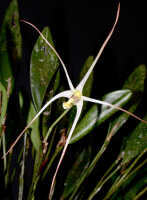 Dendrobium aratriferum: Dendrobium aratriferum J.J.Sm., flower, oblique front view, photo E.F. de Vogel, Leiden cult. 20032582 (de Vogel et al.), from Papua New Guinea, Western Highlands Prov.