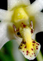 Dendrobium aratriferum: Dendrobium aratriferum J.J.Sm., column and lip, front view, photo E.F. de Vogel, Leiden cult. 20032582 (de Vogel et al.), from Papua New Guinea, Western Highlands Prov.