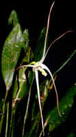 Dendrobium aratriferum: Dendrobium aratriferum J.J.Sm., flower, oblique lateral view, photo E.F. de Vogel, Leiden cult. 20032582 (de Vogel et al.), from Papua New Guinea, Western Highlands Prov.