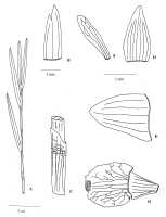 Dendrobium wekainense : Dendrobium wekainense Ormerod. Drawing Paul Ormerod in Malesian Orchid J. 4 ( 2009) 53, fig. 4, based on the type, Rees & Reeve 145 (holo K). 