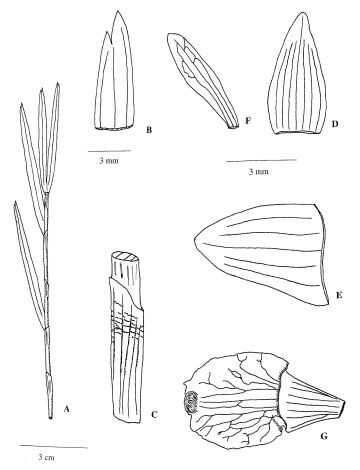 Dendrobium wekainense 