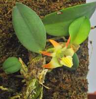Dendrobium aurantitepalum: Dendrobium aurantitepalum de Vogel, photo Ed de Vogel in De Vogel, van Vugt & Hoogendijk, Malesian Orchid Journal 22 (2018) 87, fig. 1, based on Leiden cult. 20110797 (de Vogel)
