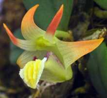 Dendrobium aurantitepalum: Dendrobium aurantitepalum de Vogel, photo Ed de Vogel in De Vogel, van Vugt & Hoogendijk, Malesian Orchid Journal 22 (2018) 87, fig. 2, based on Leiden cult. 20110797 (de Vogel)