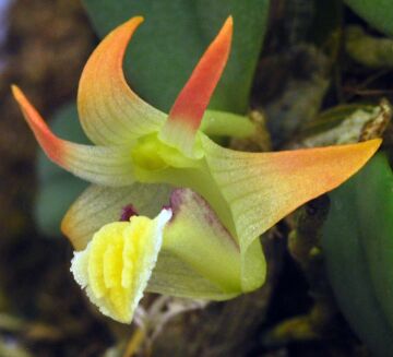 Dendrobium aurantitepalum