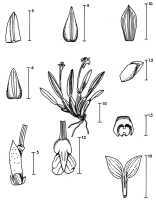 Dendrobium lacorum: Dendrobium lacorum P.Royen , drawing by P. van Royen, based on Brass 10850