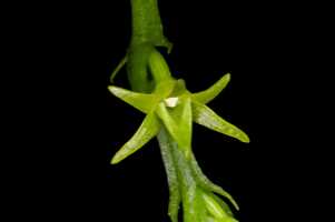 Taeniophyllum multiflorum: Taeniophyllum multiflorum ((Ridl.) Kocyan & Schuit., flower, photo Jon Cara, from Papua New Guinea, Chimbu Prov., Mount Wilhelm