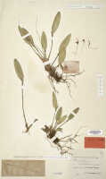 Dendrobium aratriferum: Dendrobium aratriferum J.J.Sm. , isotype specimen: Versteeg 1637 (L)