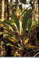 Coelogyne asperata: Coelogyne asperata Lindl., fruiting specimen in situ, photo A. Vogel, near Lake Kutubu, PNG