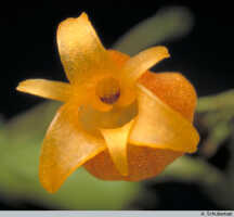 Mediocalcar umboiense: Mediocalcar umboiense Schuit., flower, frontal view, photo A. Schuiteman, Leiden cult. 30682