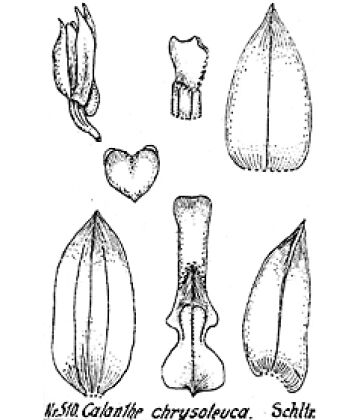 Calanthe chrysoleuca
