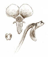 Dendrobium pseudoaprinum: Dendrobium pseudoaprinum J.J.Sm., drawing J.J. Smith, based on Doorman 3
