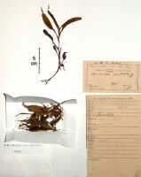 Crepidium protractum: Crepidium protractum (J.J.Sm.) Szlach. (as Microstylis protracta J.J.Sm.), herbarium sheet, Docters van Leeuwen 10972 (isotype specimen BO)