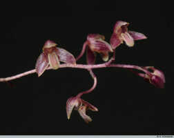 Bulbophyllum orbiculare: Bulbophyllum orbiculare J.J.Sm., flowers, various views, photo A. Schuiteman, Leiden cult. 20030181