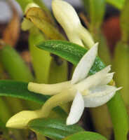 Dendrobium lactiflorum: Dendrobium lactiflorum (Schltr.) J.J.Sm., flower, oblique lateral view, photo Ed de Vogel, based on Leiden cult. 20120335 (de Vogel), from PNG, Morobe Prov.