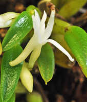 Dendrobium lactiflorum: Dendrobium lactiflorum (Schltr.) J.J.Sm., flower,  lateral view, photo Ed de Vogel, based on Leiden cult. 20120335 (de Vogel), from PNG, Morobe Prov.