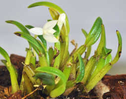 Dendrobium lactiflorum: Dendrobium lactiflorum (Schltr.) J.J.Sm., plant habit, photo Ed de Vogel, based on Leiden cult. 20120335 (de Vogel), from PNG, Morobe Prov.