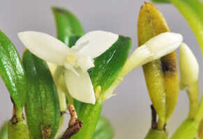Dendrobium lactiflorum: Dendrobium lactiflorum (Schltr.) J.J.Sm., flower, front view, photo Ed de Vogel, based on Leiden cult. 20120335 (de Vogel), from PNG, Morobe Prov.