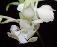 Calanthe triplicata: Calanthe triplicata (Willemet) Ames, perianth on young fruit, front view, photo Ed de Vogel, Leiden cult. Leiden cult. 20040206, from Indonesia, Sulawesi, Poso Regency