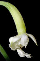 Calanthe triplicata: Calanthe triplicata (Willemet) Ames, young fruit with persistent perianth, lateral view, photo Ed de Vogel, Leiden cult. Leiden cult. 20040206, from Indonesia, Sulawesi, Poso Regency