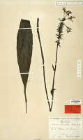 Calanthe triplicata: Calanthe orthocentron Schltr., herbarium sheet, Schlechter 19325, paratype specimen (L)