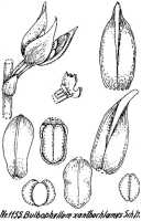 Bulbophyllum xanthochlamys: Bulbophyllum xanthochlamys Schltr., floral analysis, R. Schlechter in Repert. Spec. Nov. Regni Veg. Beih. 21 (1928) t. 301, fig. 1155