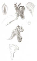 Dendrobium umbellatum: Dendrobium umbellatum (Gaudich.) Rchb.f. (as Dendrobium homochromum J.J.Sm.), drawing J.J. Smith, based on Stein 76