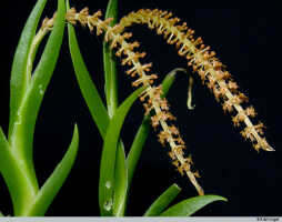 Oberonia bifida: Oberonia bifida Schltr., plant habit, photo E.F. de Vogel, Leiden cult. 20031896