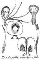 Corybas saprophyticus: Corysanthes saprophytica Schltr., from Repert. Spec. Nov. Regni Veg. Beih. 21 (1923) t. 12, fig. 38