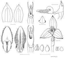 Bulbophyllum dawongense: Bulbophyllum dawongense J.J.Sm., flower analysis, drawing Anita Walsmit-Sachs, Leiden cult. 20030122 (de Vogel & Vogel), from Papua New Guinea, Central Prov.