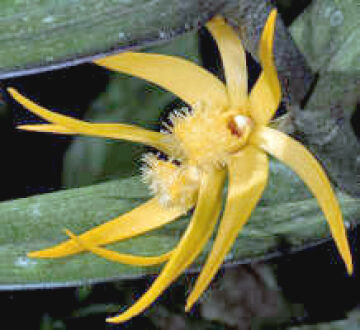 Dendrobium annulatum