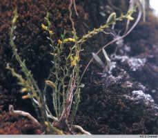 Taeniophyllum multiflorum: Taeniophyllum multiflorum ((Ridl.) Kocyan & Schuit. (as Microtatorchis multiflora Ridl.), habit, in situ, photo N.E.G. Cruttwell, from PNG, Mt. Suckling