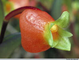 Mediocalcar uniflorum: Mediocalcar uniflorum Schltr., flower, photo Royal Botanic Garden Edinburgh, based on Edinburgh cult. 681449