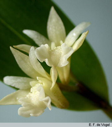Dendrobium rhipidolobum
